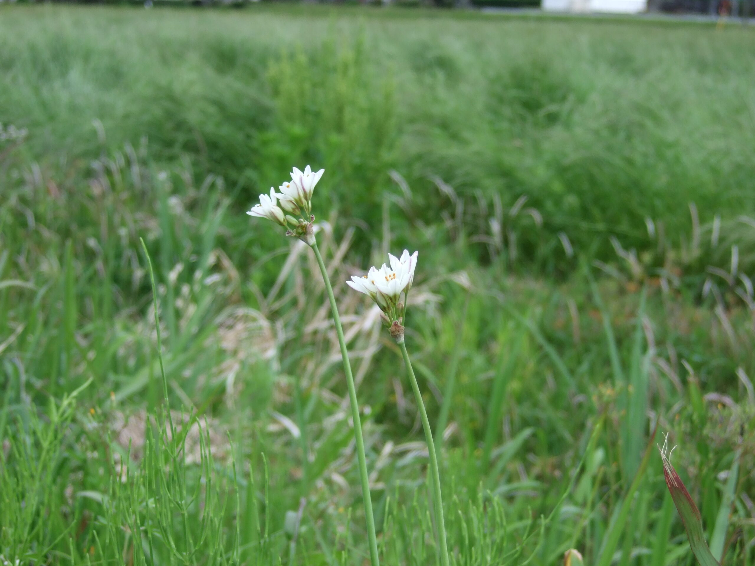 Nothoscordum gracile