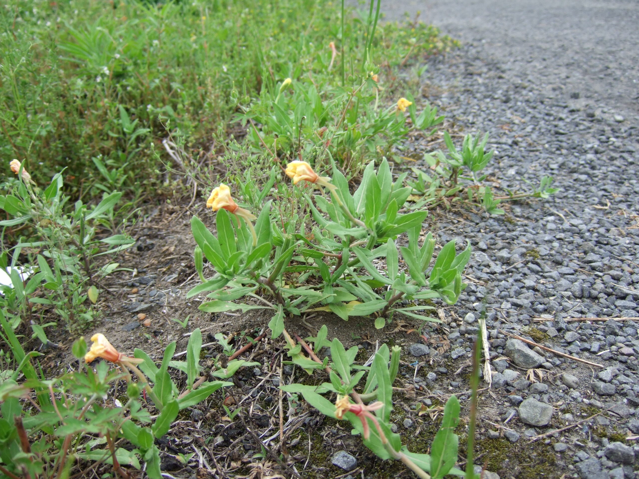 komatsuyoigusa